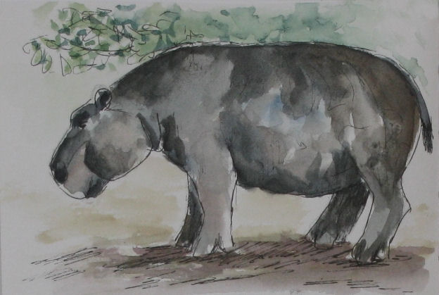 Hippo / Zwergflußpferd