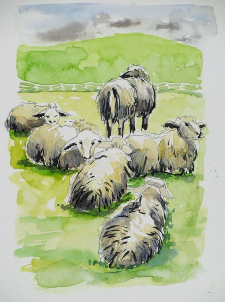 Happy sheep / Glückliche Schafe